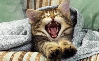 小猫咪闯天下爆料视频,萌宠探险记 第2张 小猫咪闯天下爆料视频,萌宠探险记 第2张