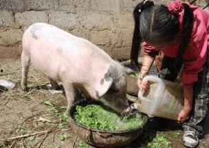 娱乐吃瓜猪衢州 第2张 娱乐吃瓜猪衢州 第2张